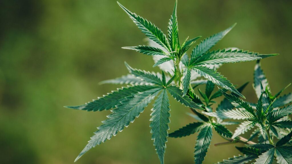 blue dream strain, blue dream effects, blue dream marijuana, blue dream cannabis, relaxation with blue dream, blue dream mood boost, blue dream THC benefits, blue dream terpene profile, blue dream strain review, blue dream indoor cultivation